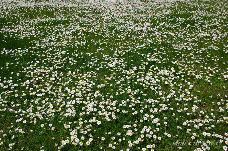 Field of FIeld Daisies II -  Flower photo
