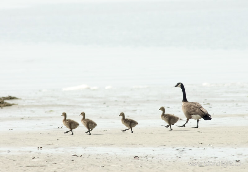   Baby Animal photo