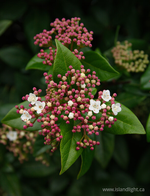 Little Tree Flowers - Campbell River Flower photo