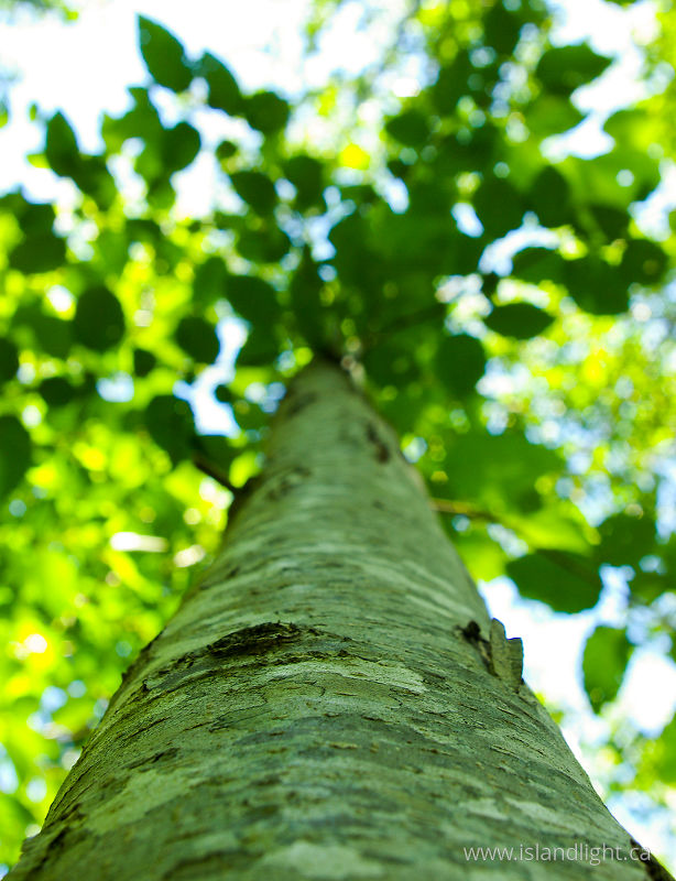   Alder Tree photo