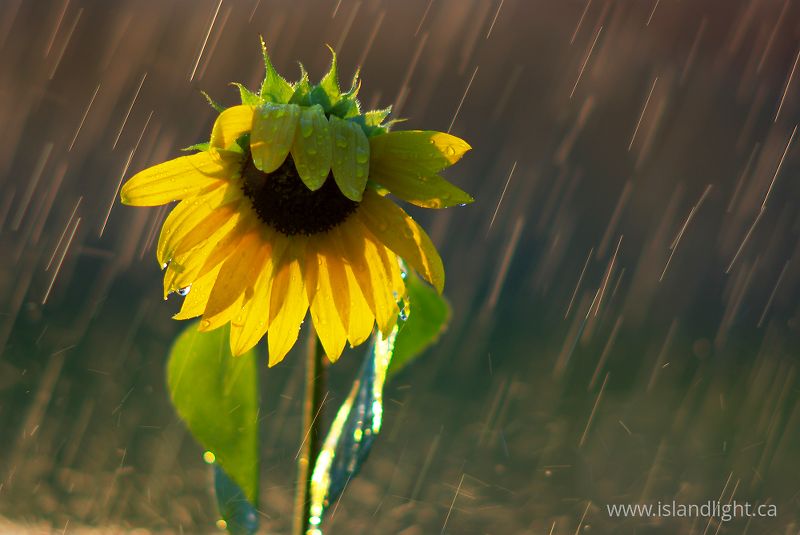   Flower photo