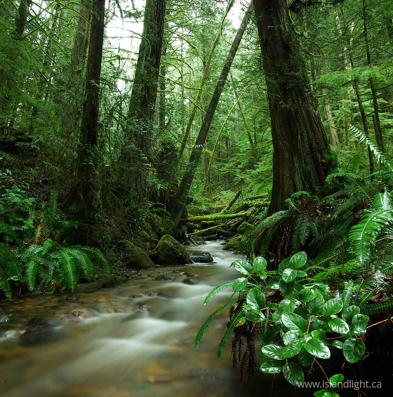   Rainforest photo