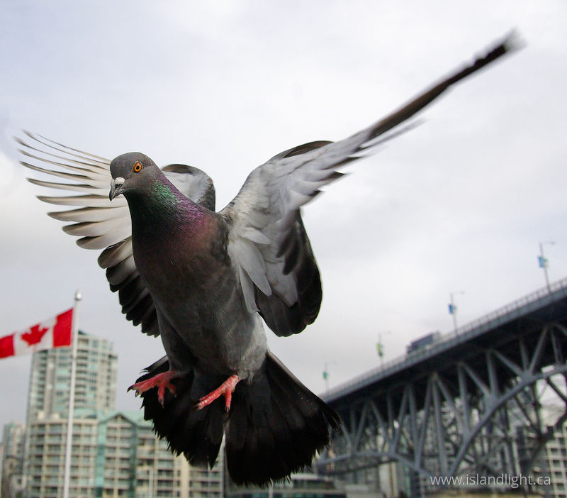   Pigeon photo