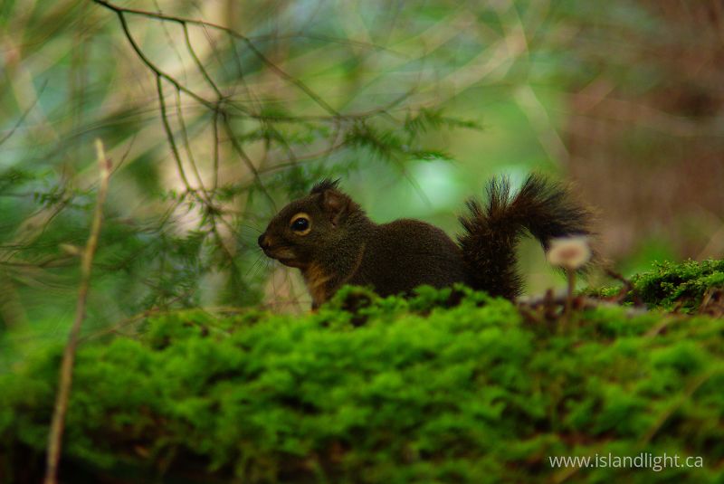   Squirrel photo