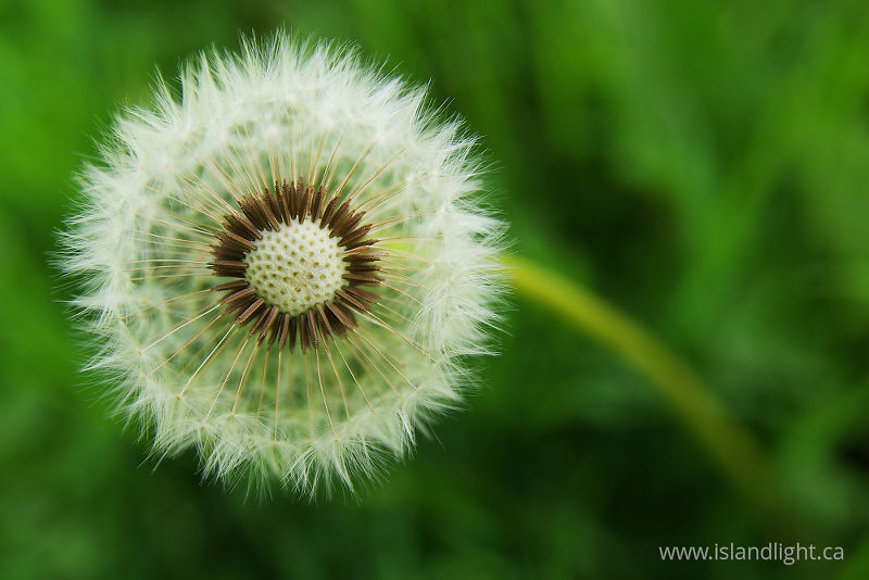   Dandelion photo