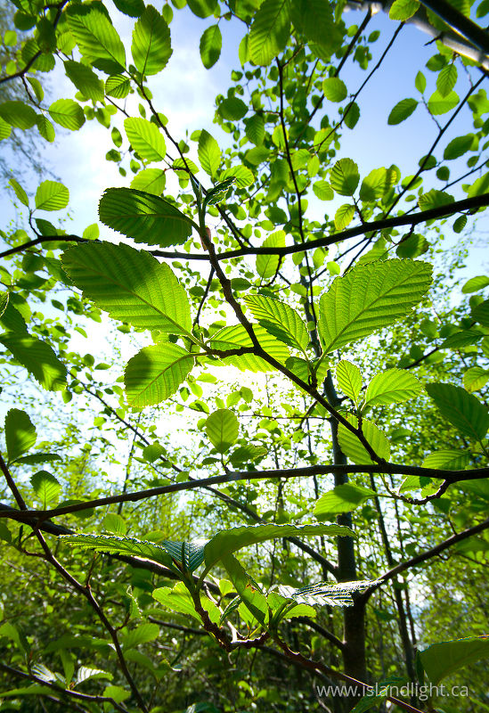   Forest photo