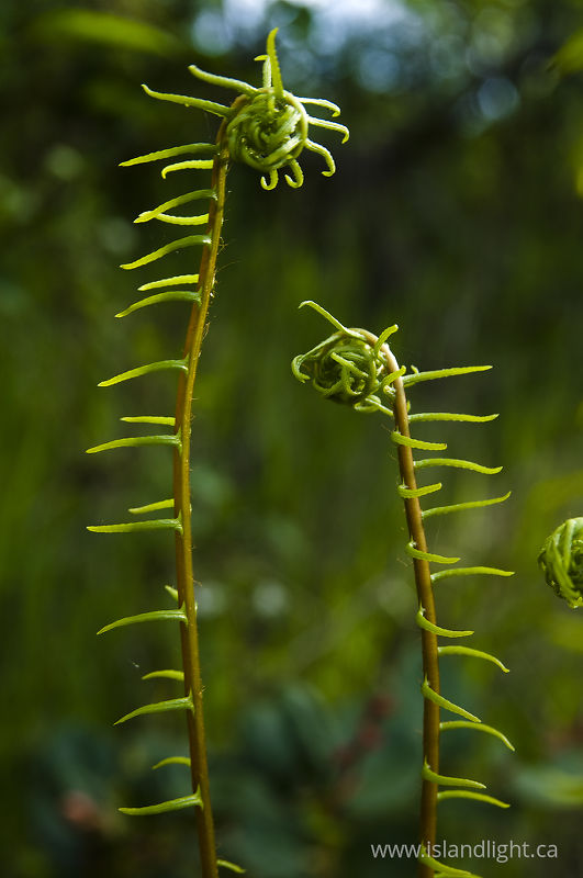   Fern photo