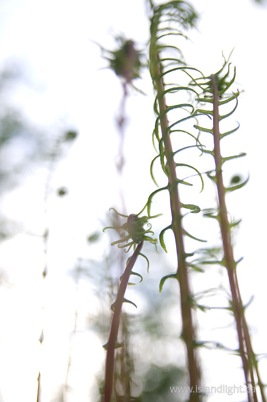   Fern photo