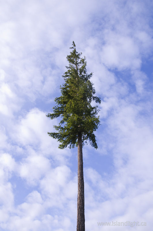 One Tree -   photo