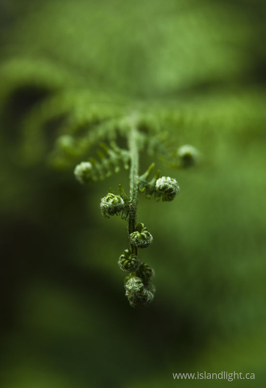   Fern photo