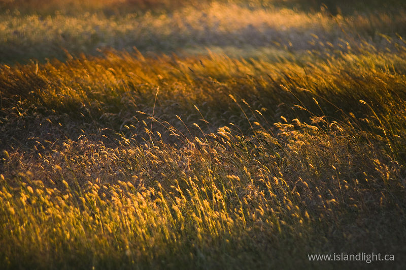 Grass Land -  Field photo