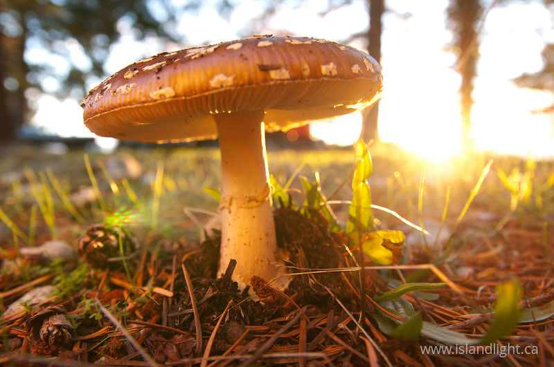   Mushroom photo