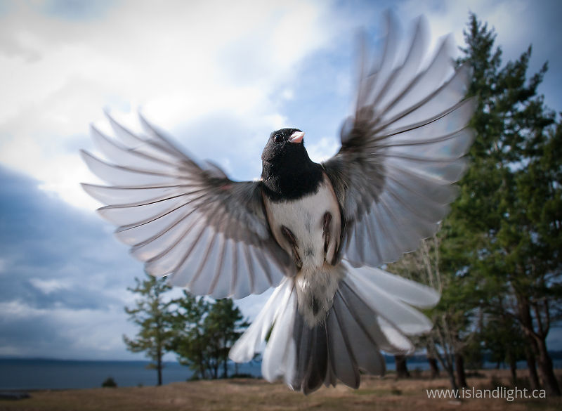   Junco photo