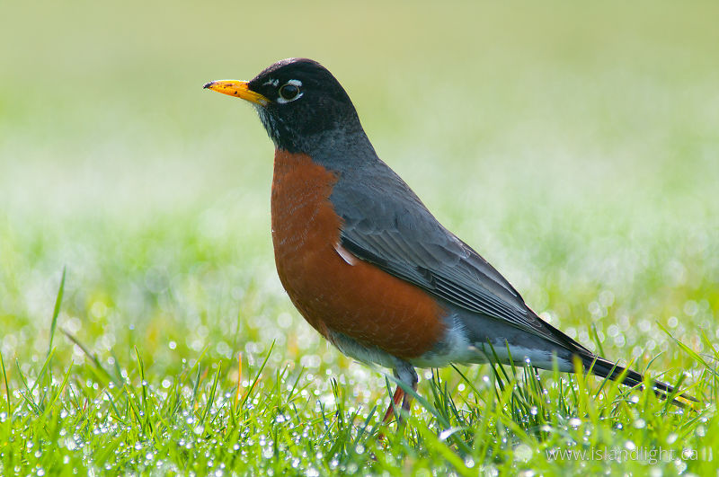 American Robin -   photo