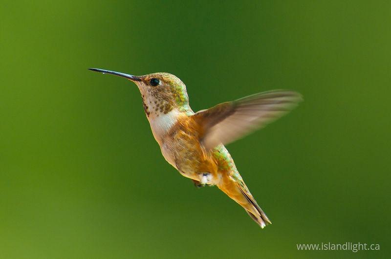 Rufous Hummingbird - Cortes Island Hummingbird photo