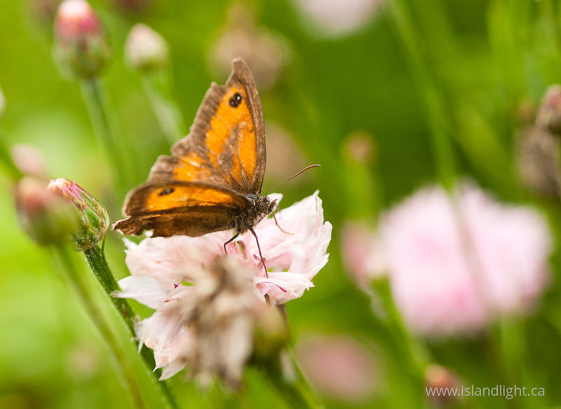   Butterfly photo