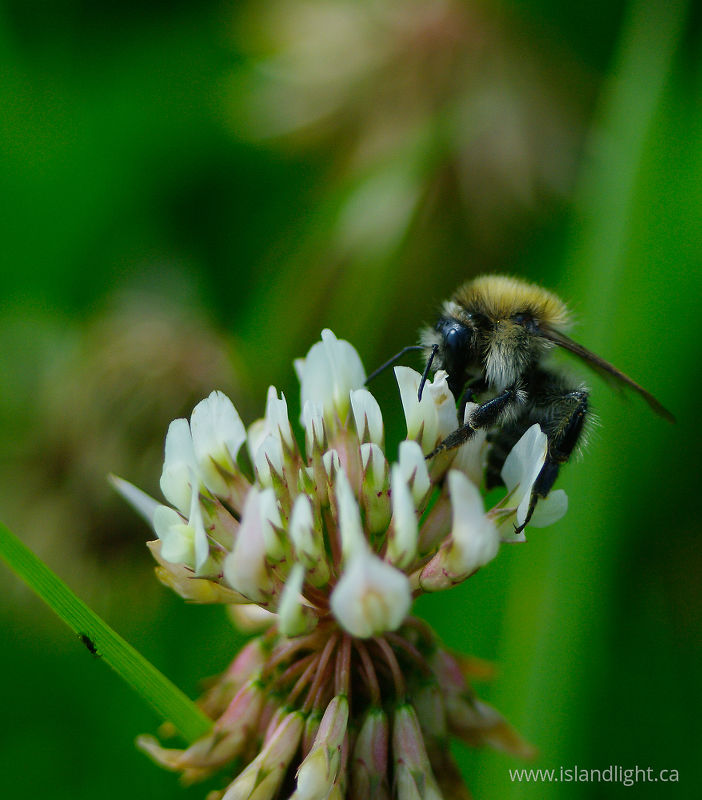   Bee photo