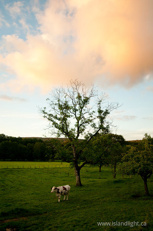   Cow photo