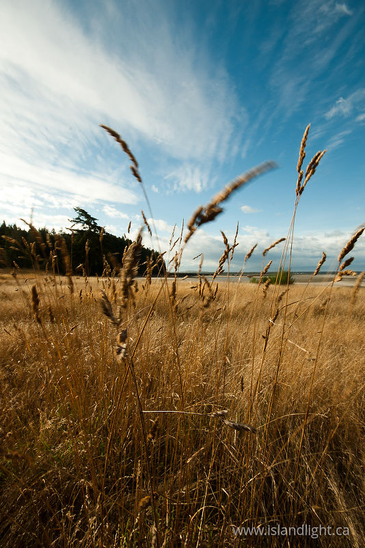   Grass photo