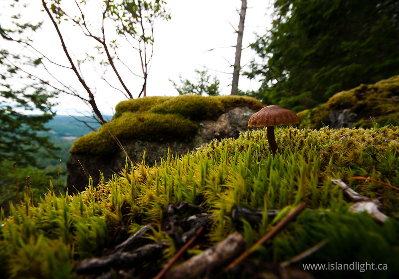   Fungi photo