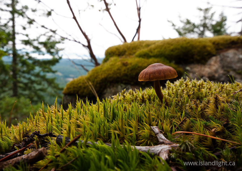   Mushroom photo