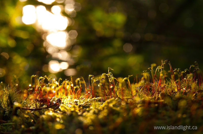   Moss photo