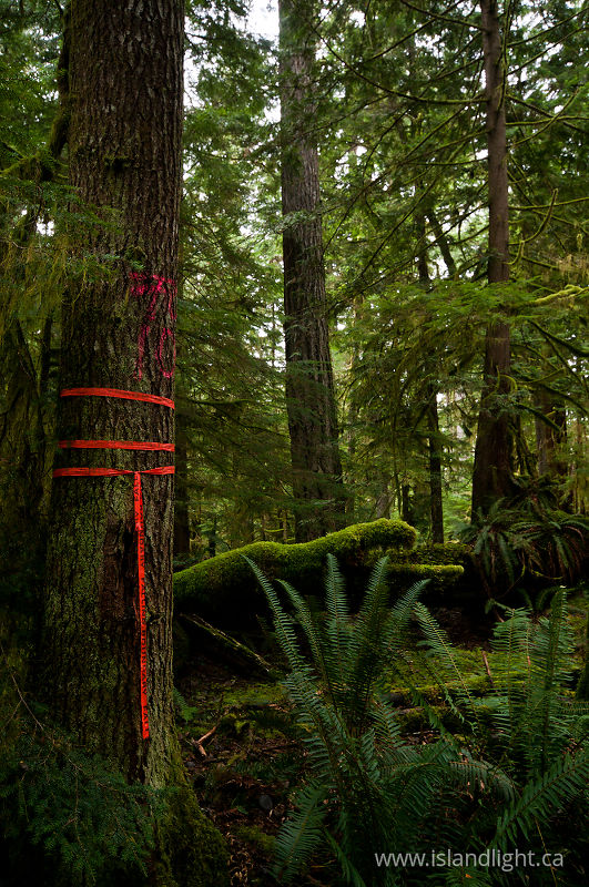   Forest photo
