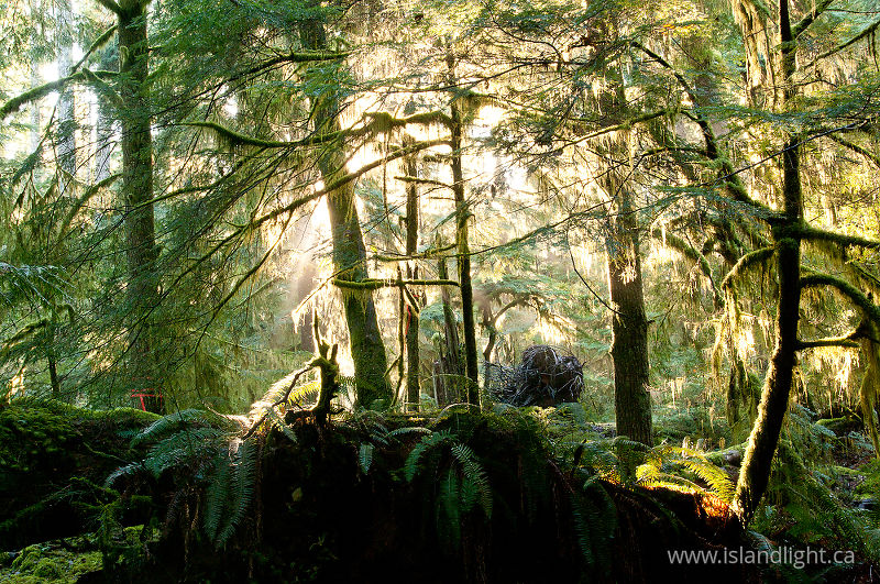   Forest photo