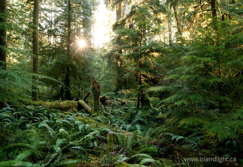   Forest photo
