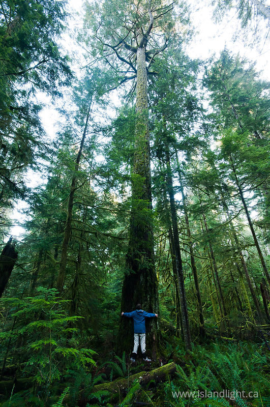   Forest photo