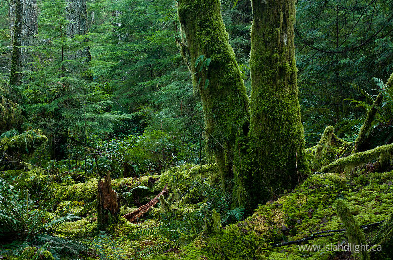   Forest photo