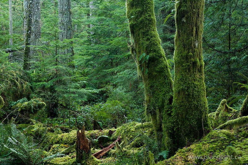   Forest photo