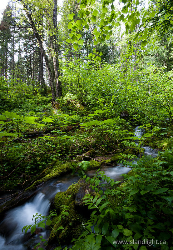   Creek photo