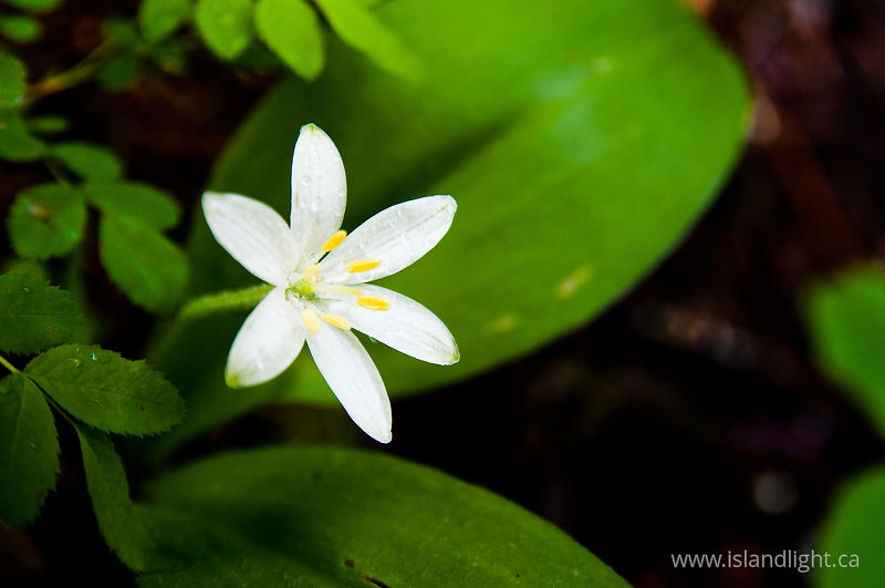 Unidentified Wildflower -   photo
