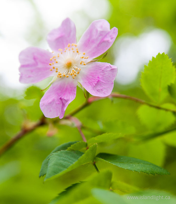   Flower photo