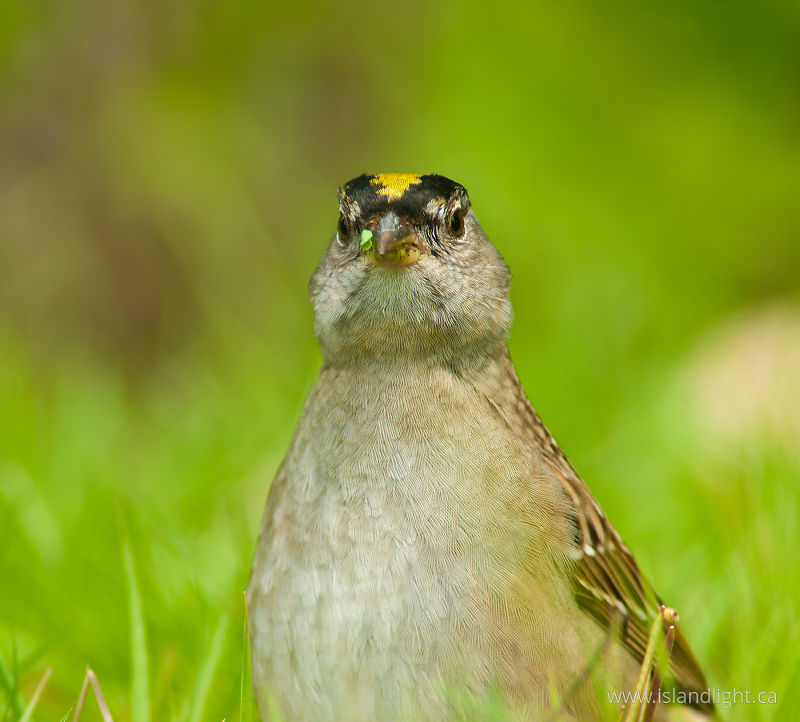On Alert -   photo