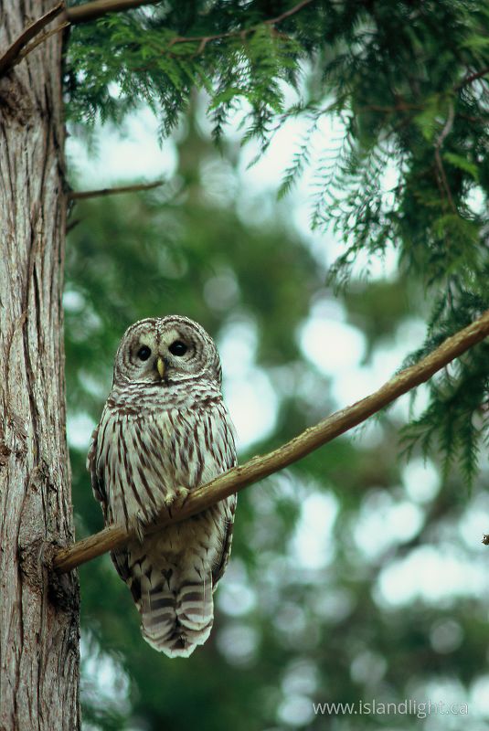 Barred Owl -  Owl photo