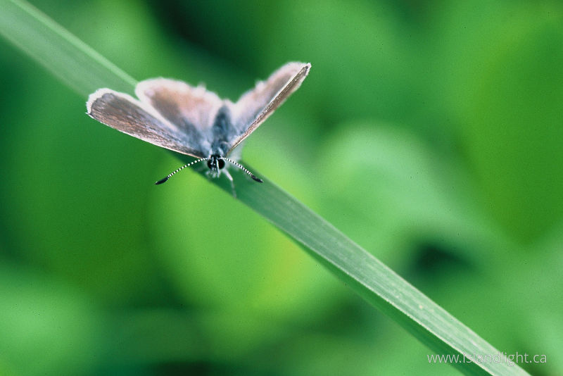 Blue Azure -   photo