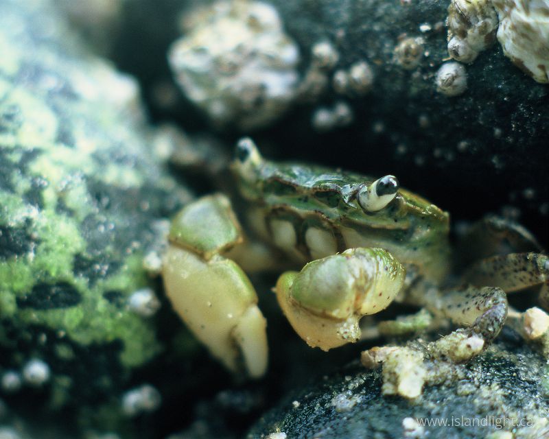   Crab photo