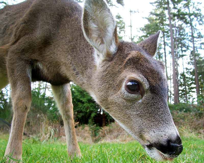   Deer photo