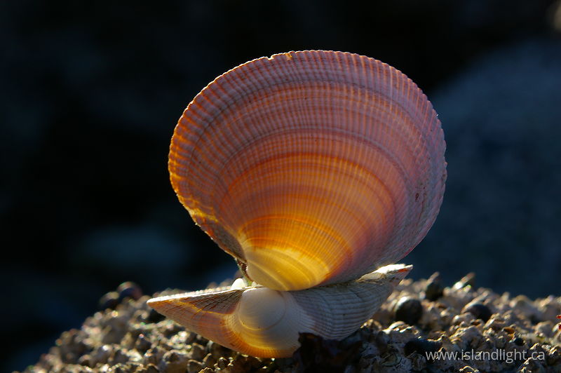   Seashell photo