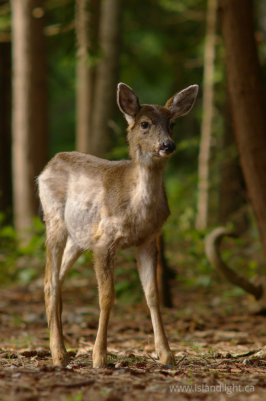   Deer photo