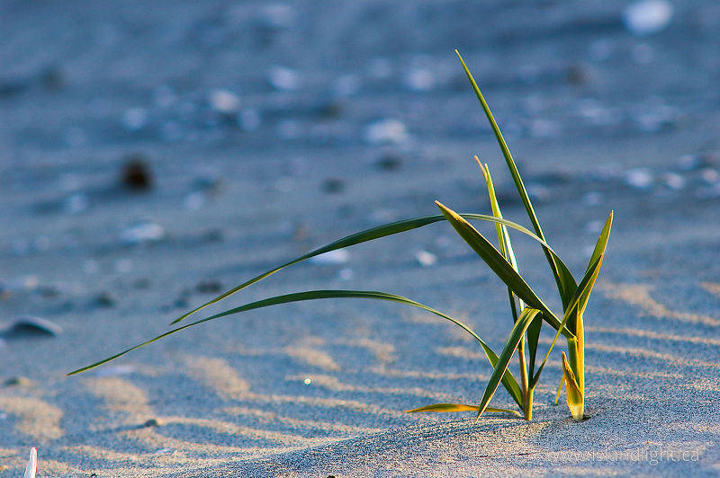   Grass photo