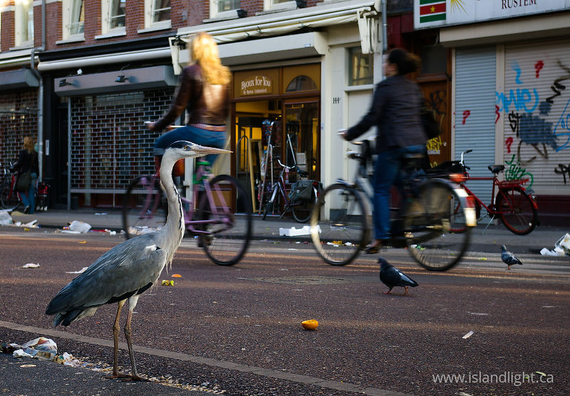   Gray Heron photo
