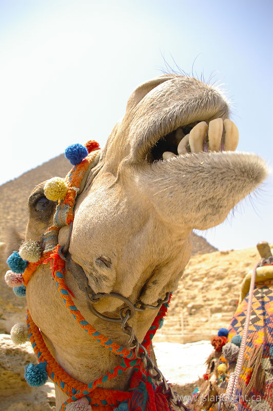   Camel photo