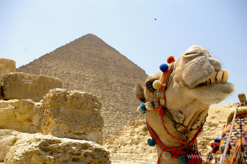   Camel photo