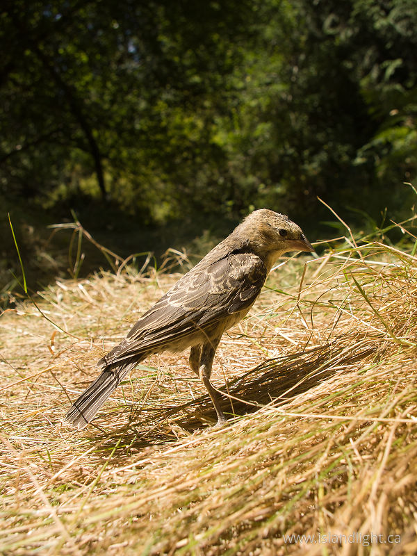 Brown Headed Cowbird - Cortes Island Cowbird photo