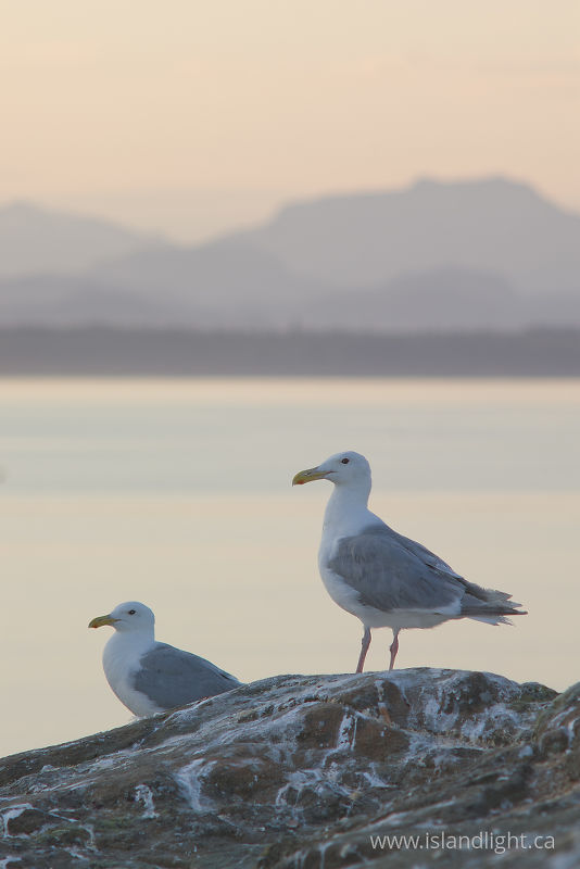   Gull photo