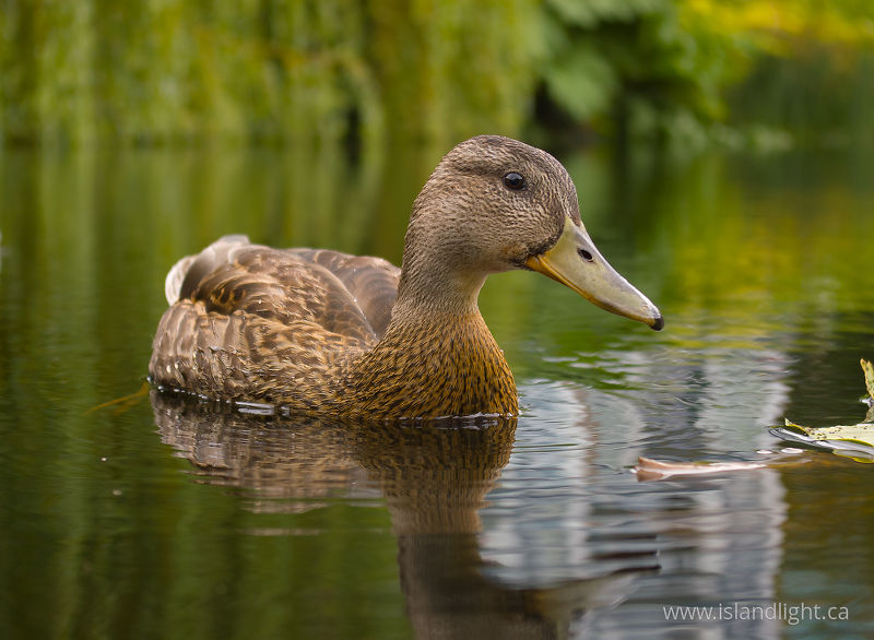   Duck photo