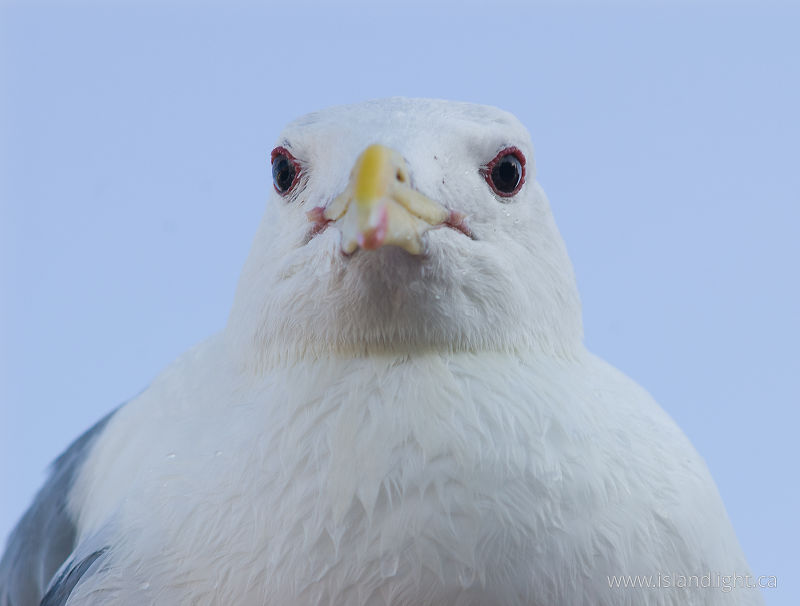   Gull photo